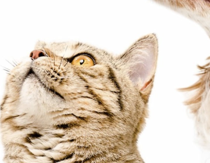 Cat looking upward