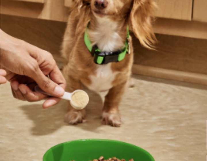 Small dog waiting near a food bowl