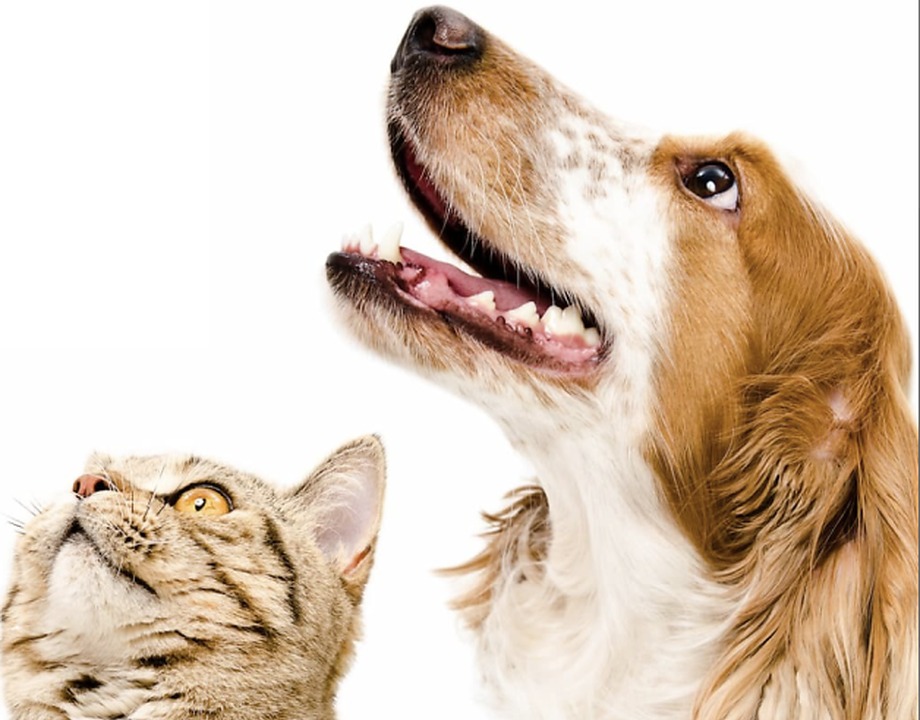 A cat and dog looking upward