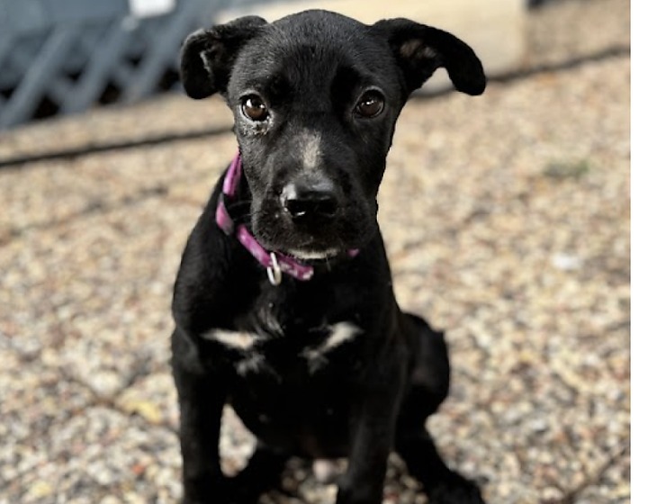 Black puppy portrait